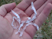 Remains of the paper.