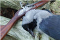 Crow Hunting with Black Powder Shotguns